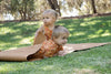 The Wanderer: Tan Vegan Leather Playmat Grace & Maggie